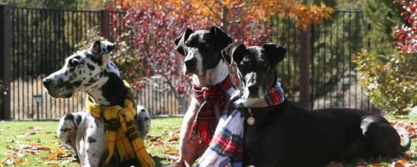 Jessie, Tyler and Duke Martin