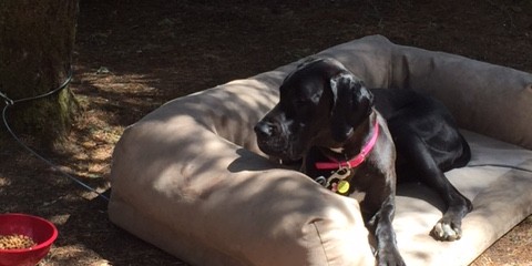 Gracie (formerly Ruby) Camping