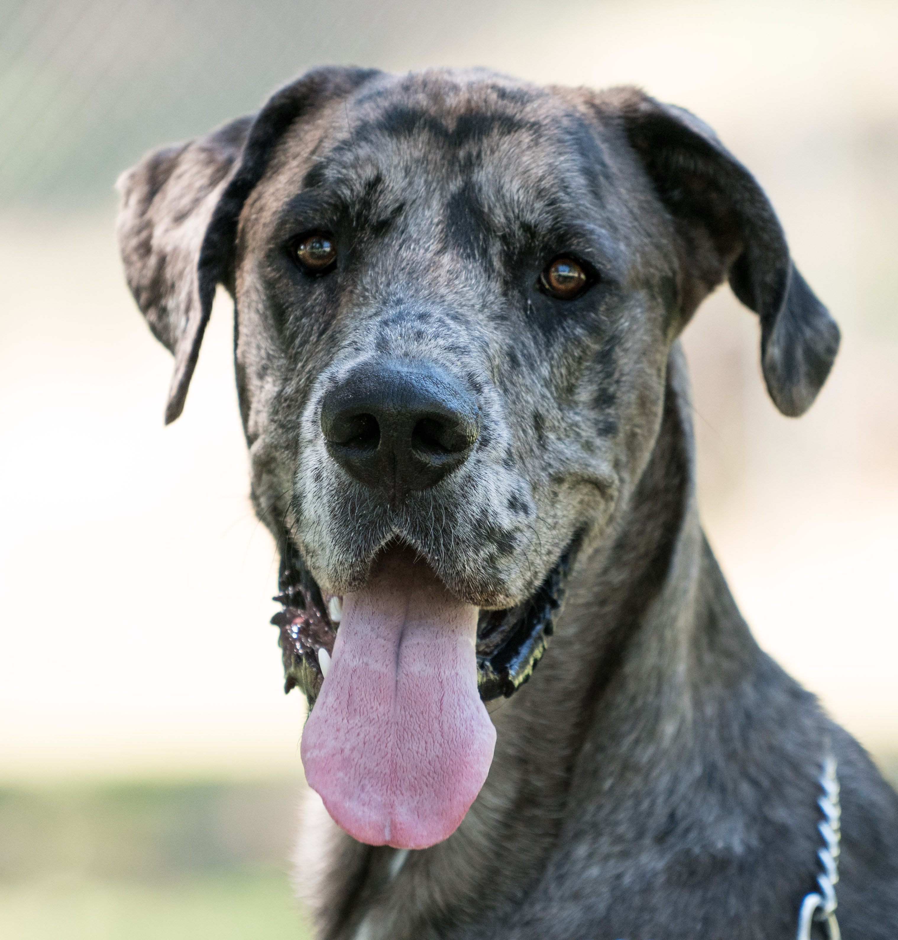 DSC02338 | Great Dane Rescue of Northern California