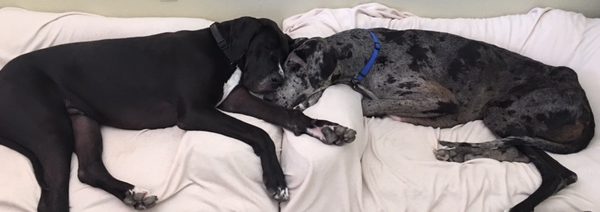 Merle Duo in Foster Care