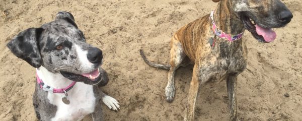 Penny and Miller – Two Rescue Danes Meet!