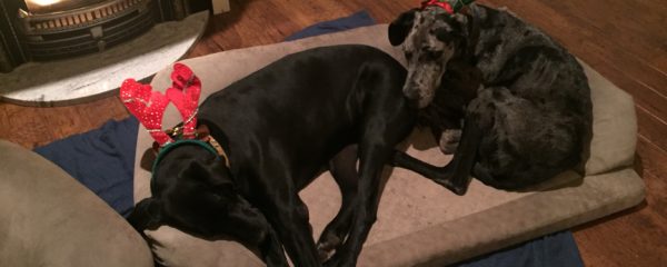 Fireside Great Danes – Bella and Leo