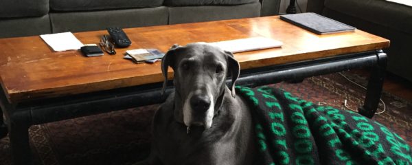 Stella (formerly Skylar) In Her New Home