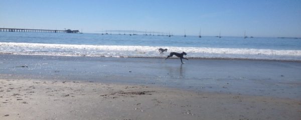 Riley At The Beach