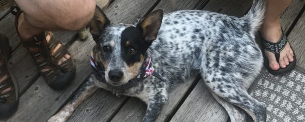 Missing Dog!  Please Crosspost