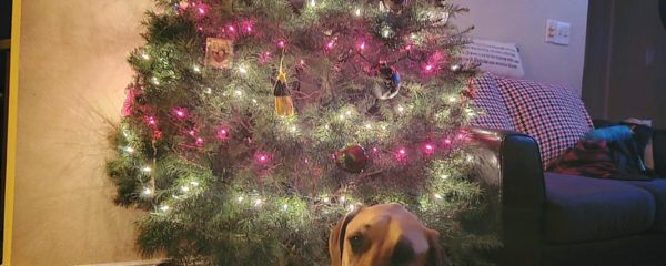 Louie Loves Christmas!