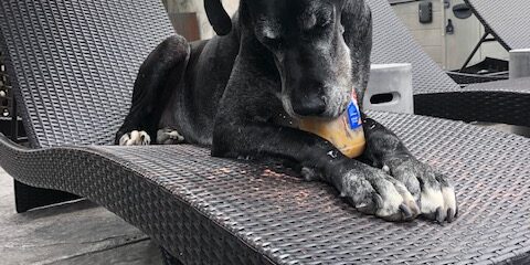 Tank and His (Jar) Toy