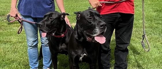 Harley and Quinn with their new Mom and Dad!