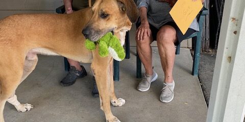 GUS  ( Now Otto ) Meeting His New Parents