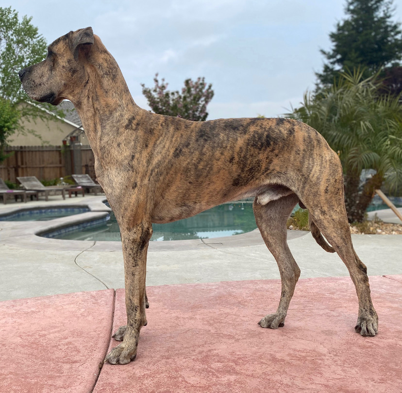 Plott hound best sale great dane mix