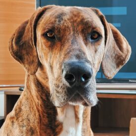 Yaeger – Private Adoption