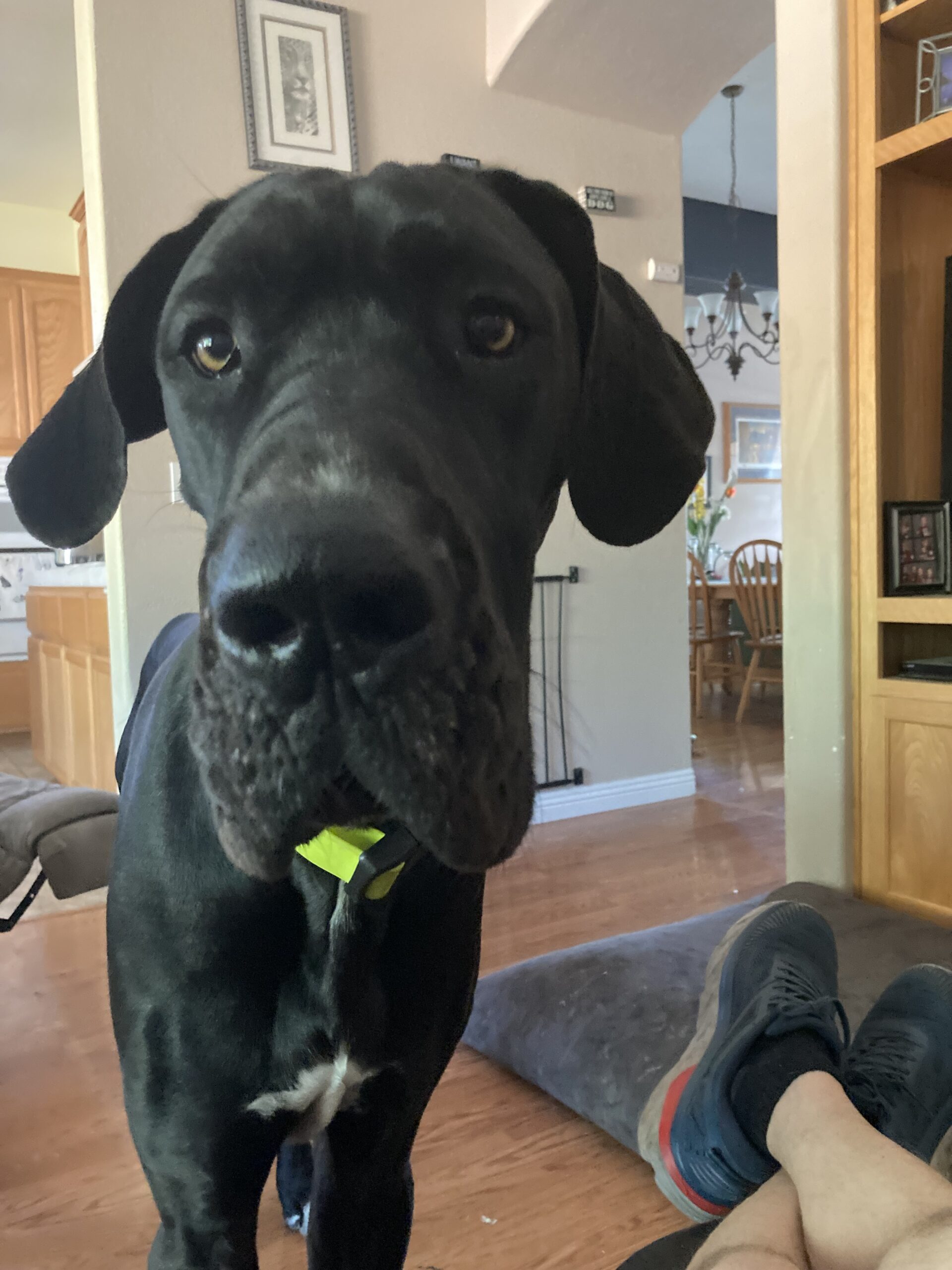 IMG_2416 | Great Dane Rescue of Northern California