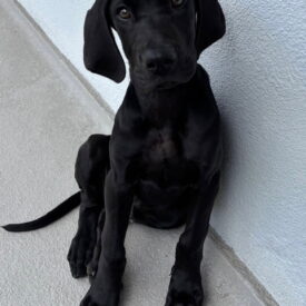 Bruce- Courtesy Post