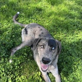 Monty- Courtesy Post